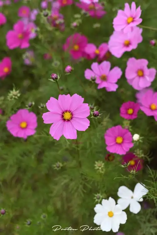 秋天开的花有哪些名字(秋天开的花的名字叫什么)
