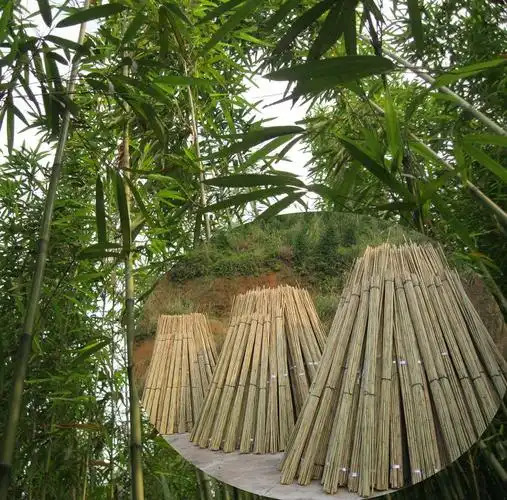 【围观】厉害了,我们的怀集"钢竹"!--肇房网