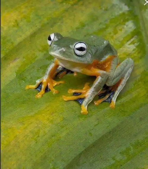 青蛙为什么会飞呀?