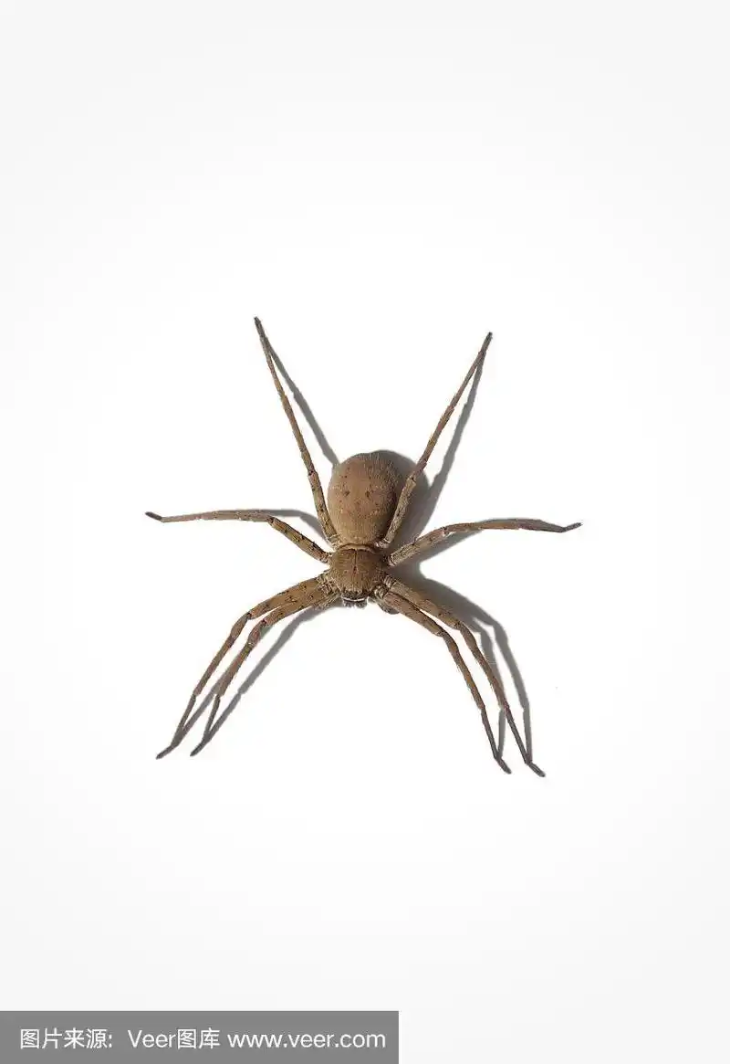 普通家蜘蛛孤立于白色