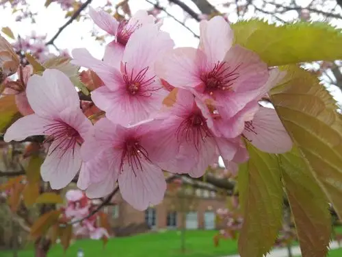 粉红色的单瓣樱花