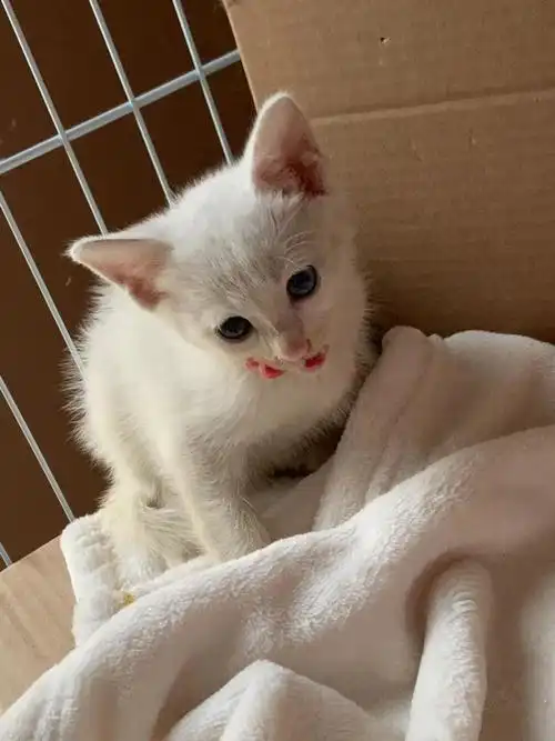 【领养】上海白色异瞳小奶猫求收留!