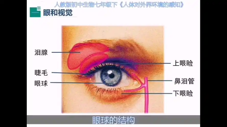 人教版初中生物七年级下册人体对外界环境的感知结合模型讲解眼球的