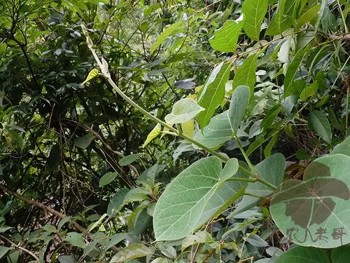 南木香的功效与作用秋季采根及根状茎及藤