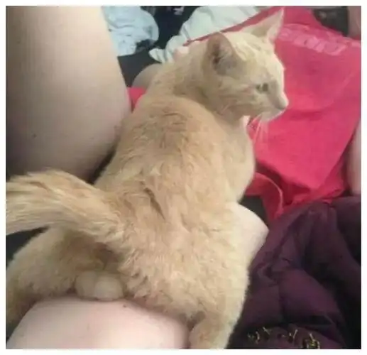 猫咪可爱起来连蛋蛋都迷人在猫失去蛋蛋前铲屎官快捏起来