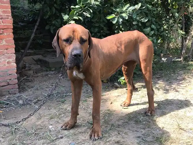 即将发情母土佐出售,水门有肿了