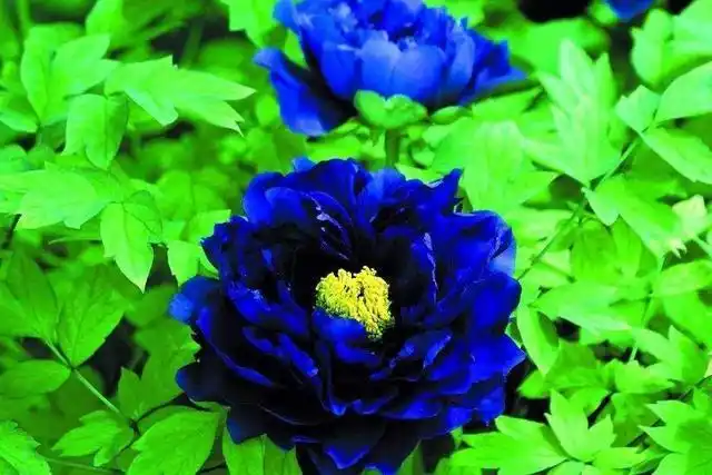 蓝色牡丹的花语是优美浪漫,清新高雅.
