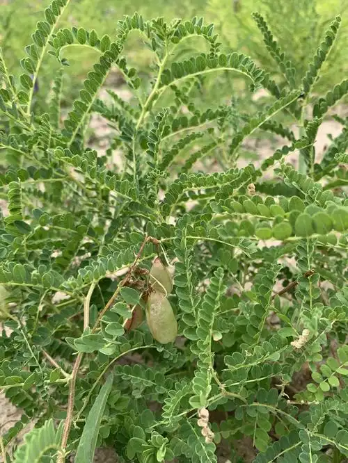 有机黄芪合作生产organicastragalusmembranaceuscoproduction