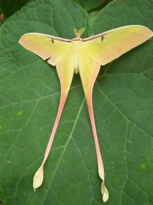 小气泡知道长尾天蚕蛾吗好漂亮啊