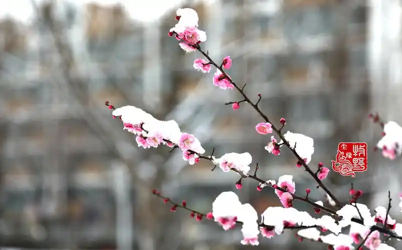 迎雪吐艳,临沂大学傲雪红梅惊艳了2020年第三场雪