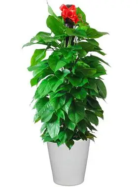 爱优尚绿萝柱盆栽室内办公室净化空气好养大型植物大绿萝大叶盆栽