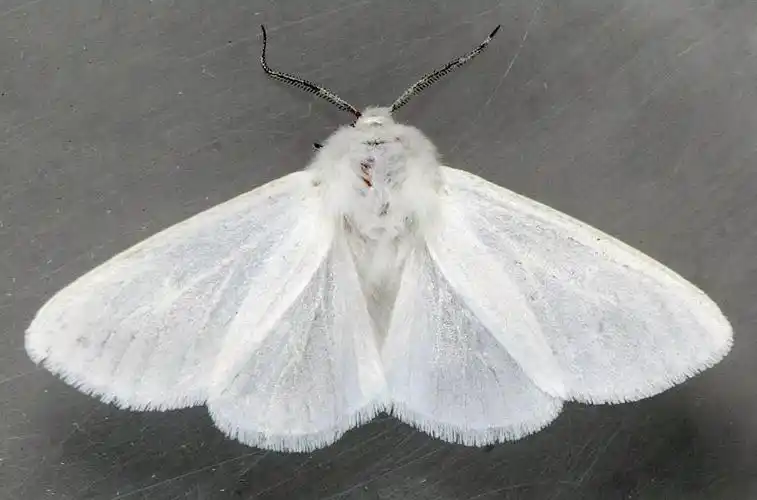 啃食殆尽!美国白蛾的恐怖进击,真的超恐怖 - 简书