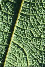 缘,称为 羽状网脉,如女贞,垂柳,榆,桃,苹果.