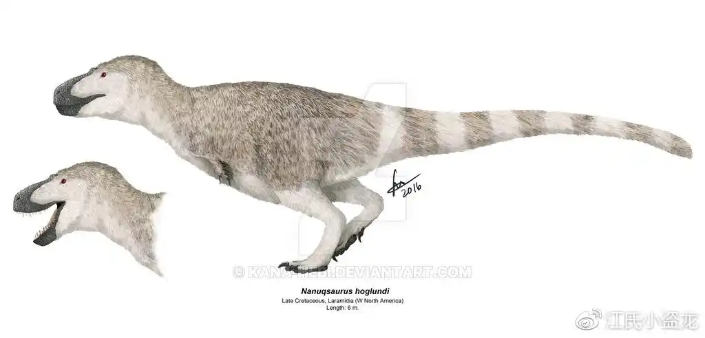 白熊龙:生活在北极的迷你小霸王