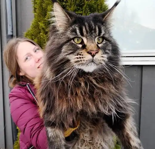 公认最有灵性的猫咪品种缅因猫美国短毛猫上榜