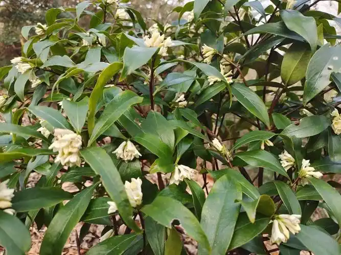 庐山保护区毛瑞香