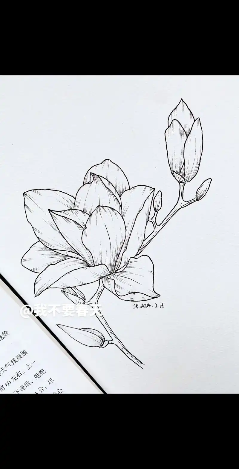 "玉兰花的花语是友谊长存"#玉兰花 #我不要春天的原创植物线 - 抖音