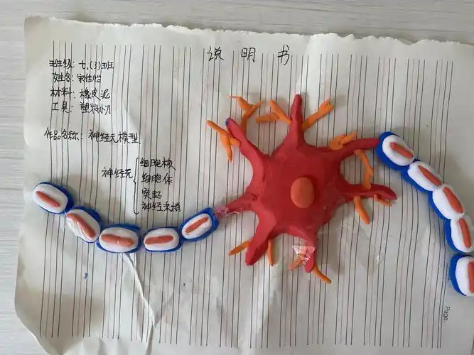 "指尖上的生物"——神木市第十二中学七年级生物模型制作大赛