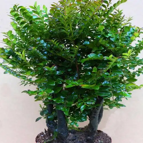 小叶紫檀树桩盆景植物花卉盆栽室内客厅桌面绿植