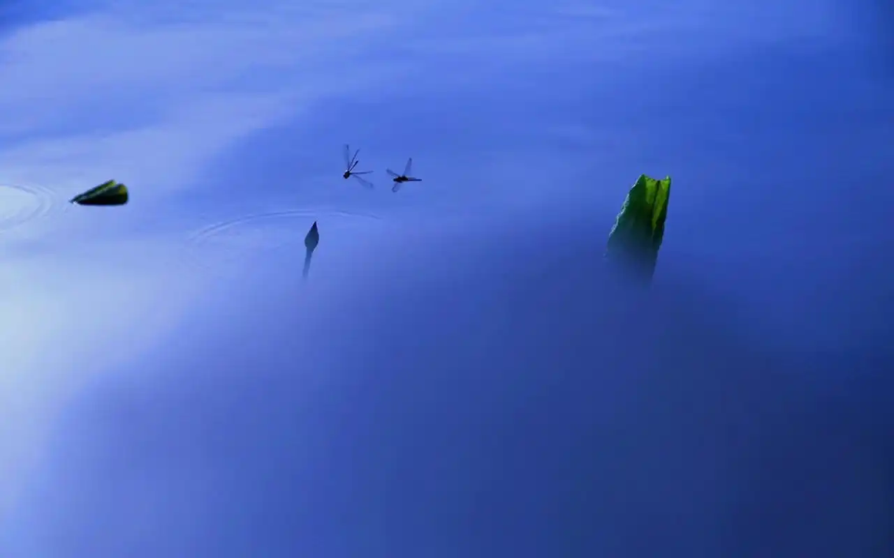 初夏的荷花唯美高清桌面壁纸