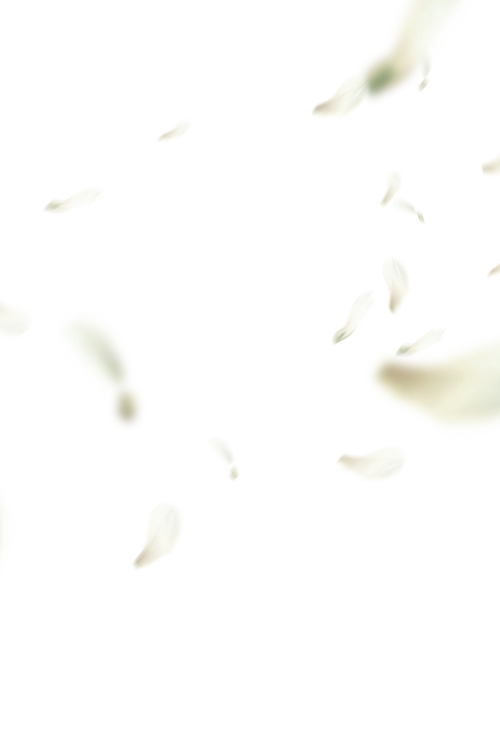 花瓣素材png素材玫瑰花瓣樱花桃花飘落飘洒散落情人节浪漫素材前景