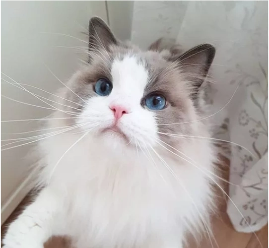 来看看布偶猫的颜值