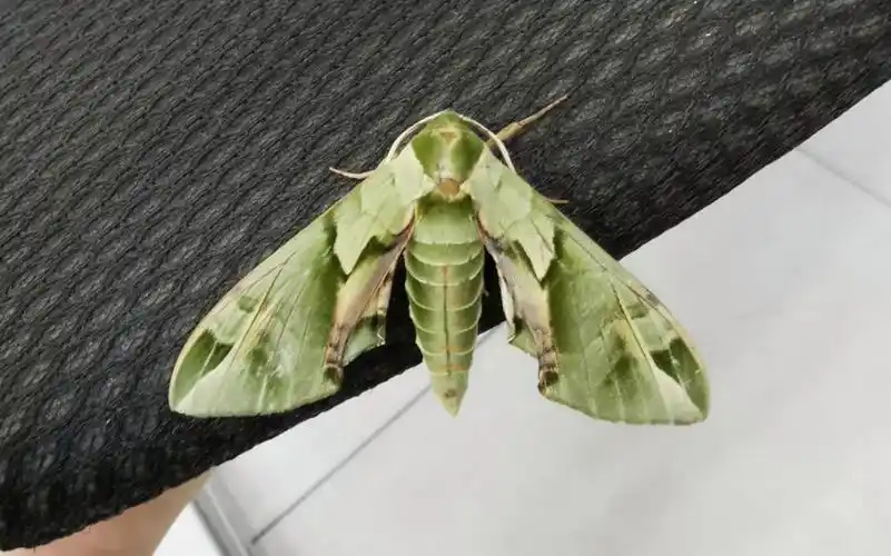 【榆绿天蛾】我飞不动了.