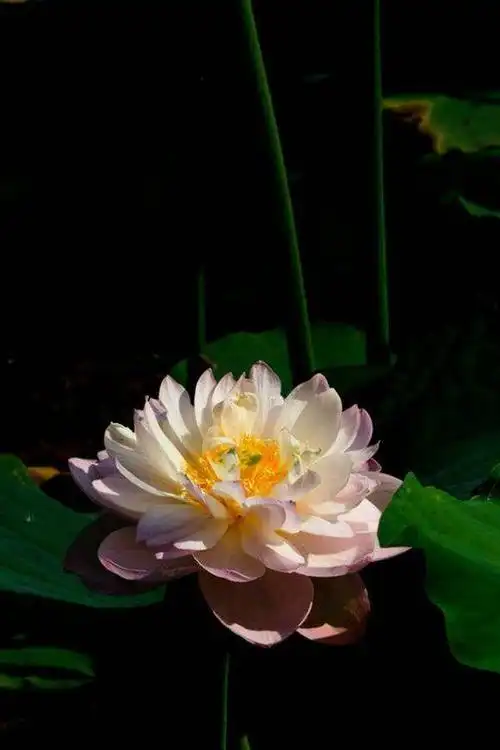 见过这么漂亮的荷花吗 真的很好看