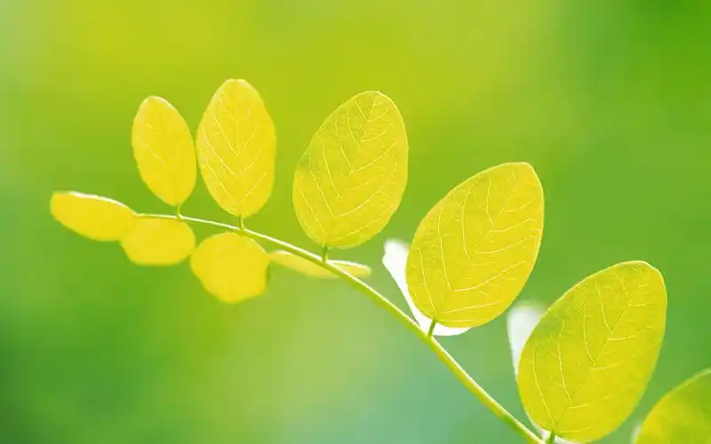 桌面壁纸 > || 更新时间:2015-07-21 颜色分 绿色 关键词:  小清新