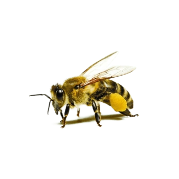 蜜蜂素材