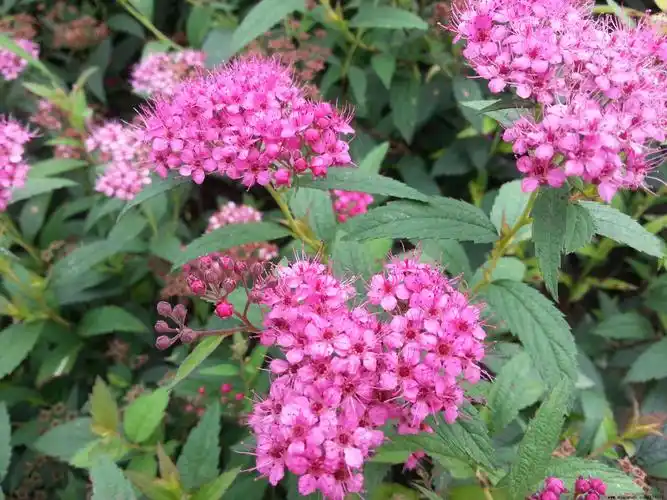 供应绿化苗木日本绣线菊|日本绣线菊价格