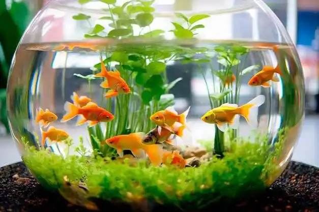 金鱼|鱼缸|水族箱|热带鱼_网易订阅