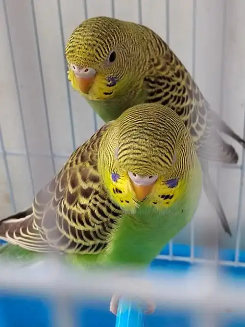 两只鹦鹉到家新手上路求各位大神分辨公母