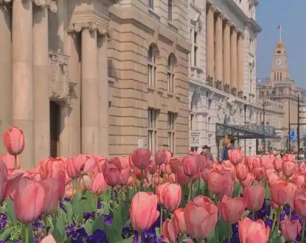 郁金香系列朋友圈背景图来啦