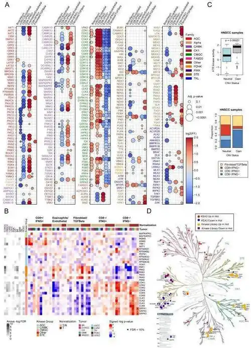 十大癌症蛋白质基因组学精准免疫_癌细胞_wang_治疗