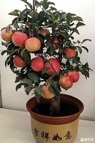 果树盆景 苹果树矮化盆景苹果盆栽南北方种植