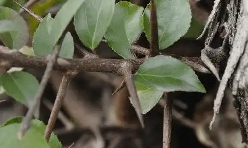 带刺的树有哪些?