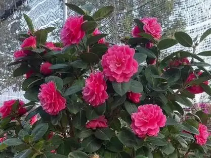 云南茶花花魁:恨天高(又名汉红菊瓣,花,叶,株型,岁月的完美融合!