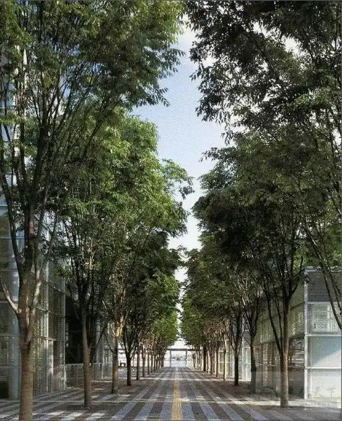 佐佐木叶二作品系列展示七榉树广场