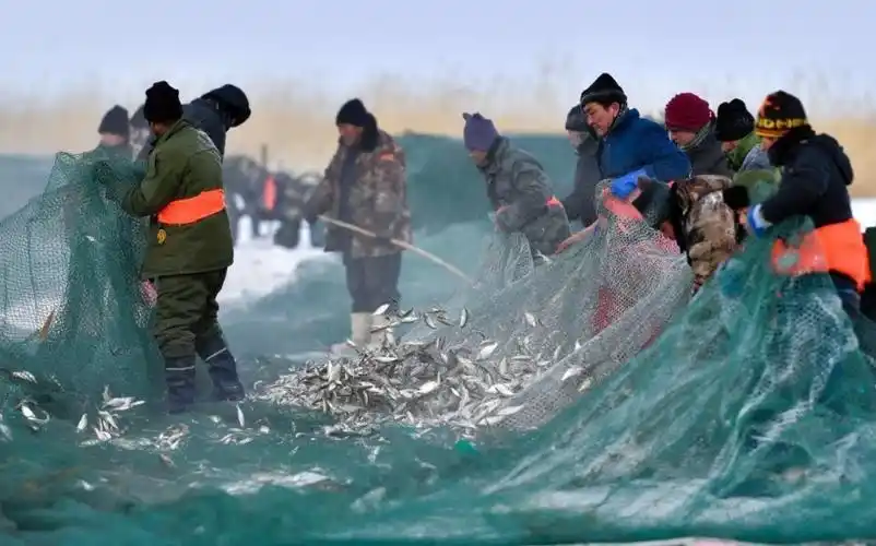 新疆乌伦古湖冬季冰上大拉网捕鱼启幕