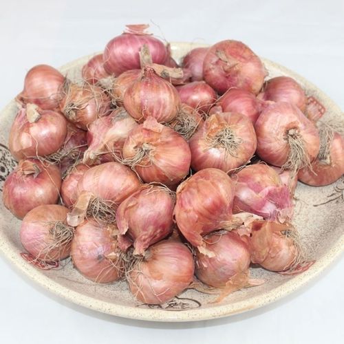 正宗东北小毛葱新鲜蔬菜小圆葱现挖现发包邮特价鬼子葱毛葱栽子