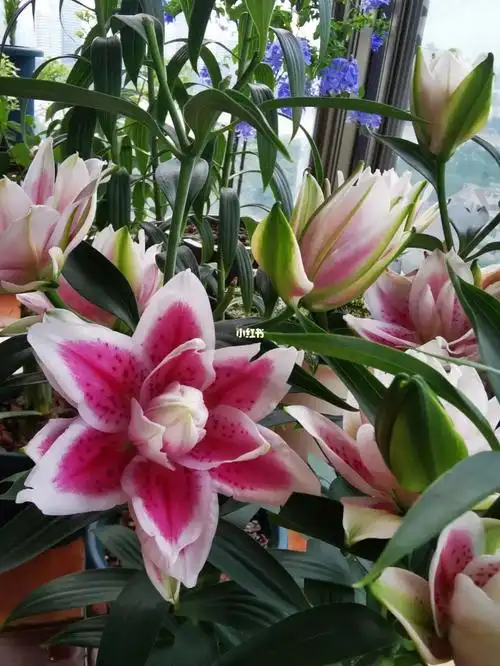 萨曼莎重瓣百合