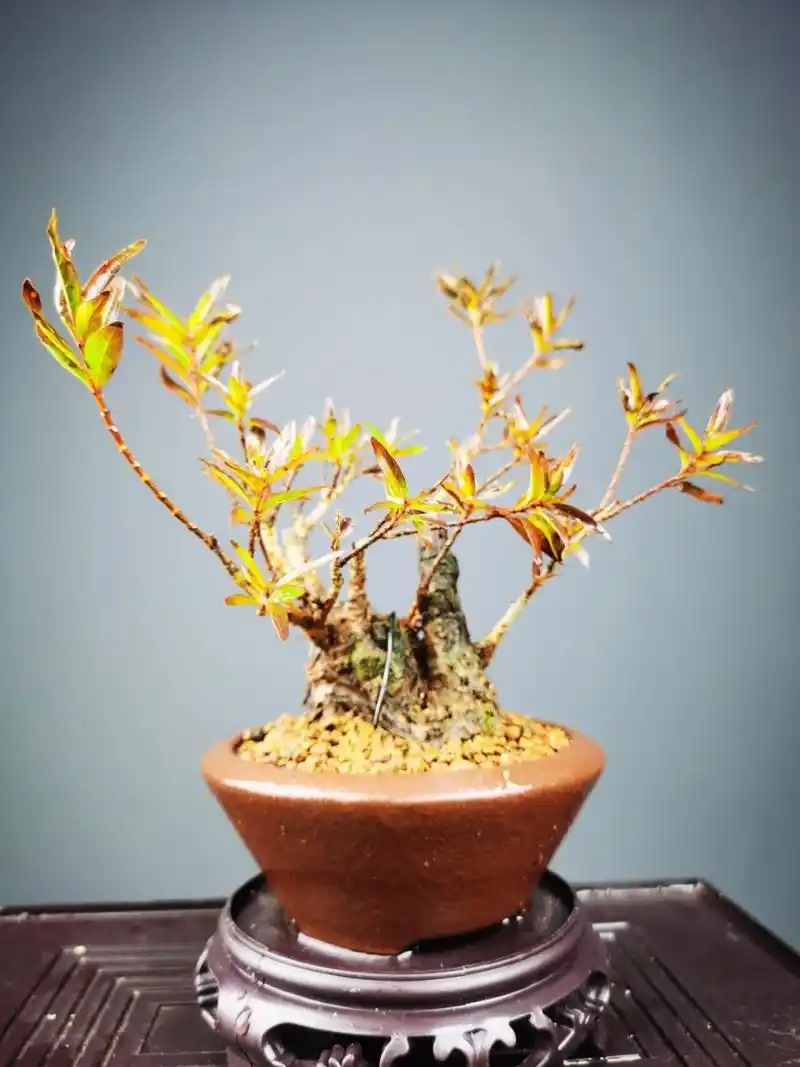 好看的水杨梅盆景 水杨梅真的是新手入门的首选 见水就能活 水培土培