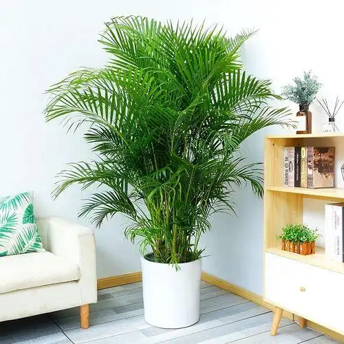 室内植物盆栽图片室内盆景图片大全欣赏