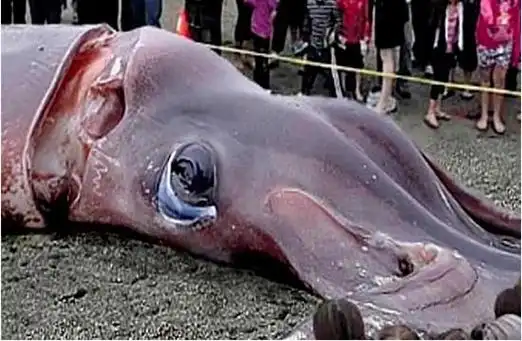 世界第一大软体无脊椎动物巨枪乌贼