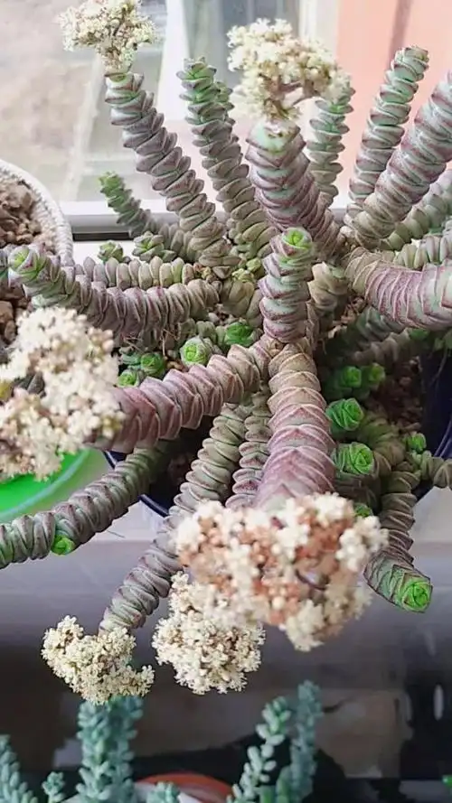 多肉,钱串子开花了.好美好美