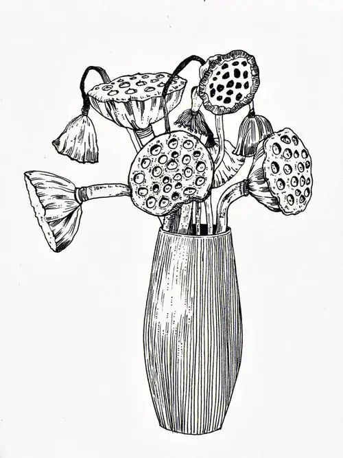 静物写生线描莲蓬后附过程