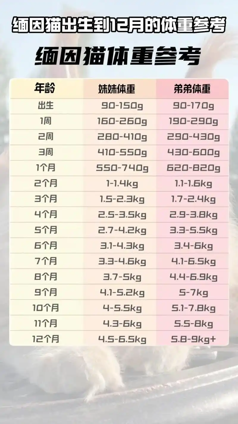 93缅因猫体重参考!94今天就来聊聊缅因不同年龄段的体重. - 抖音