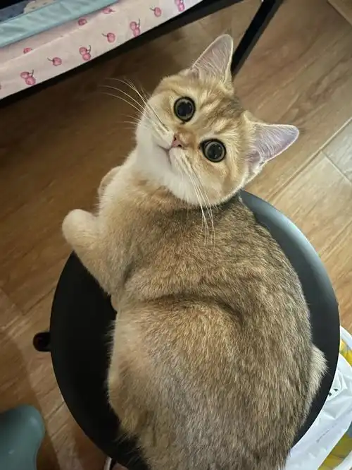 金渐层妹妹,大家帮我看看我们家小猫咪6个月大,这个体型正常吗,感觉