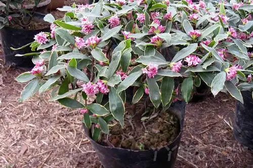 瑞香的盆景制作及养护管理